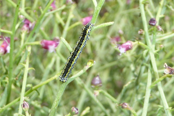 Cucullia (Shargacucullia) scrophulariphaga, Noctuidae